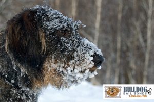 Keep Your Pets Healthy And Warm This Winter