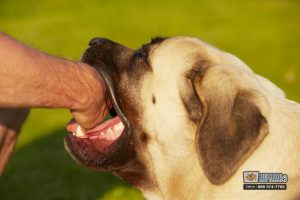 California Dog Bite Laws