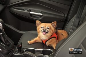 Don’t Leave Your Pet Behind in the Car