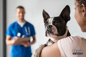 California’s Spay Neuter Laws and How They Impact You